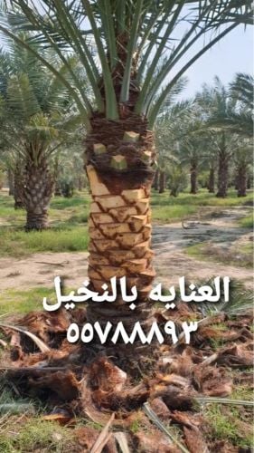 مزراع ومنسق حدائق 