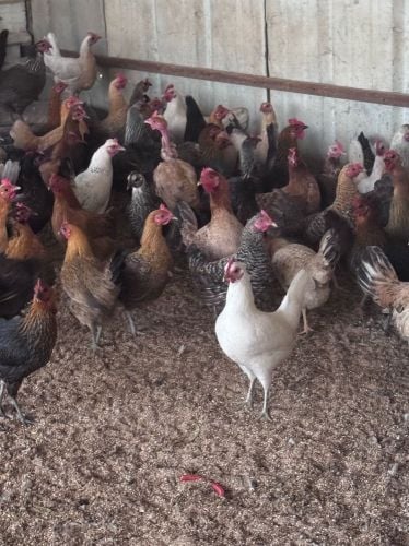 للبيع دجاج بلدي بياض العمر سنه