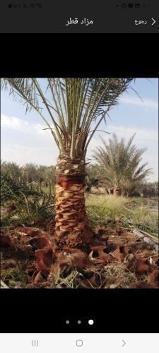 تنظيف وتلقيح ورش وموغزيات