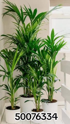 plants supply and  maintenance