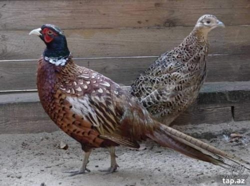 فزن طيار اصلي شرط طيار