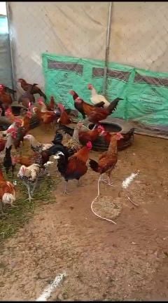 Daily egg collection big chicken