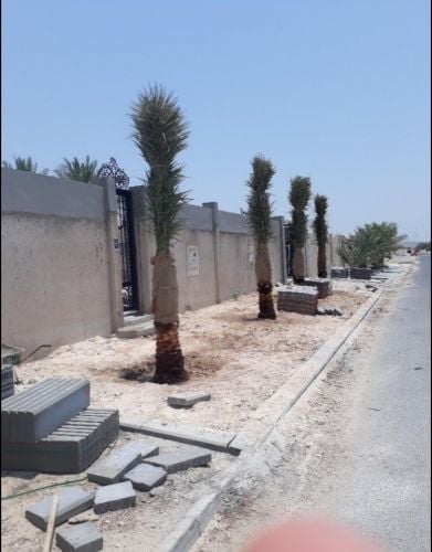توريد وزراعة النخيل