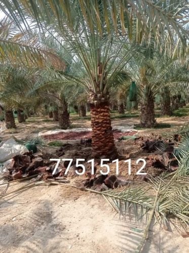 نخيل