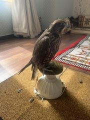 جير شاهين فرخ
