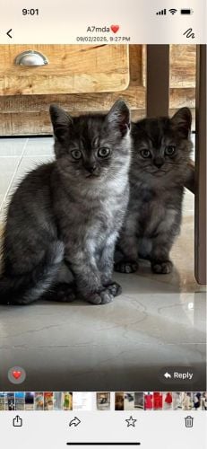 cats