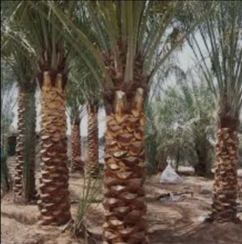 نخيل اخلاص