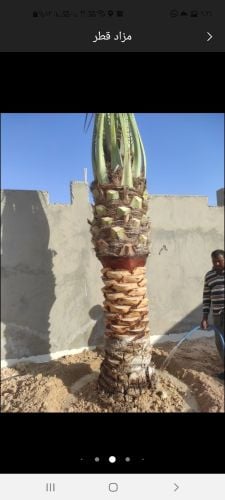 تقريب النخيل