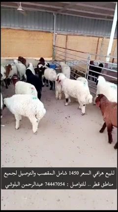 للبيع هرافي 