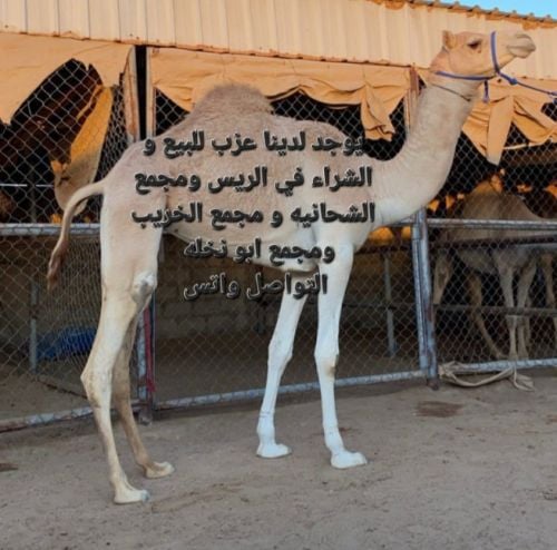 ابو ناصر