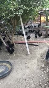 فارسي ابو لحيه