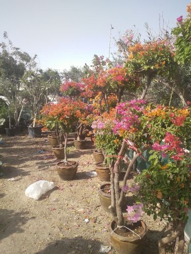 الورود