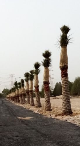 منسق حدائق