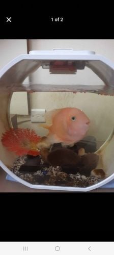 اكواريوم سمك بدون اغراضه