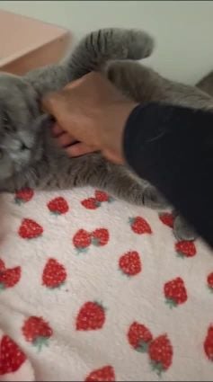  Scottish Fold cat