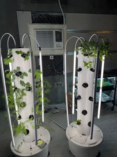 indoor hydroponic system 