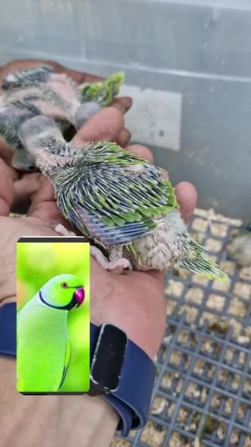 فروخ الدره