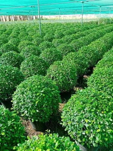 Garden decor and agriculture