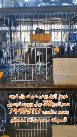 فروخ زاجل ريس مستوى