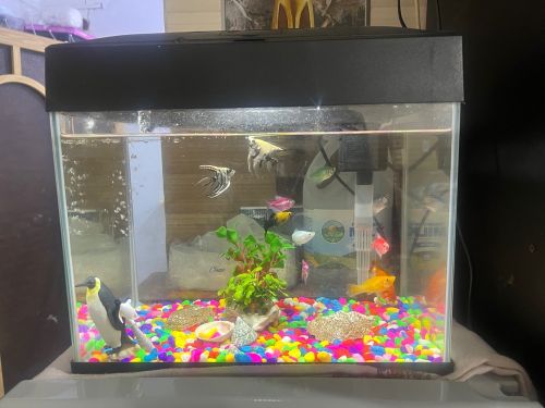 sale fish with aquarium sale