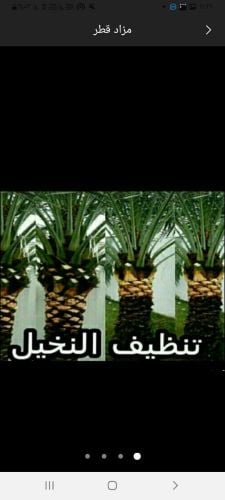 نخيل خدمات