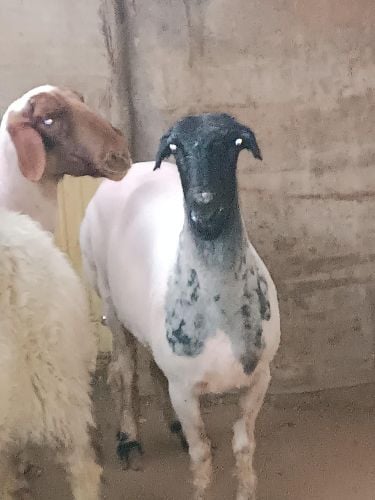 جز وحلاقه اغنام في دوله قطر