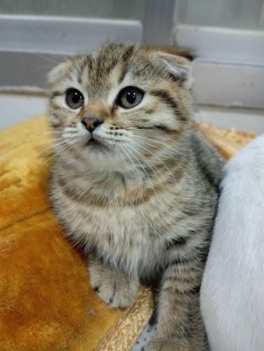 2 Kittens