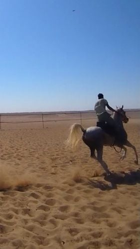 مدرب الخيل