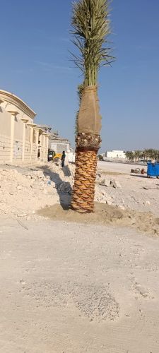 تركيب ورش نخيل
