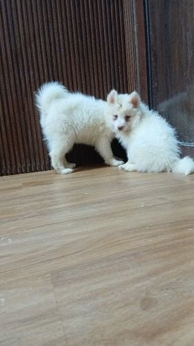 Husky puppy