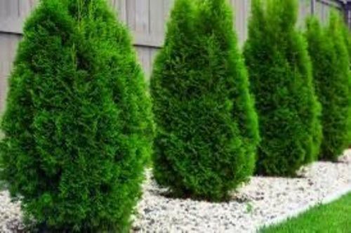 العنايه بالحديقه