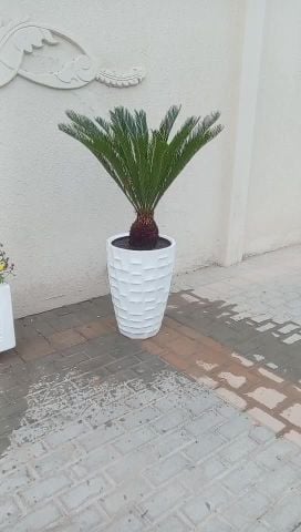 توريد وزراعة الأحواض