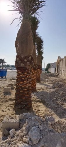 زراعة النخيل