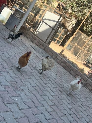 دجاج فصائل نادرة 