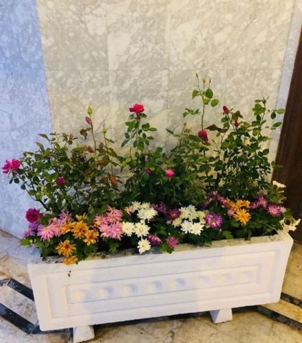 زراعة الاحواض