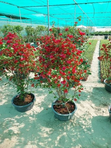 زراعة جميع الورود والأشجار