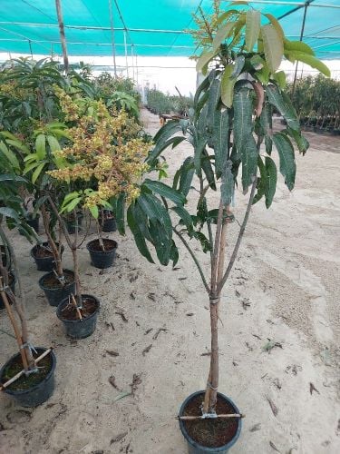 زرعة الأشجار المثمره