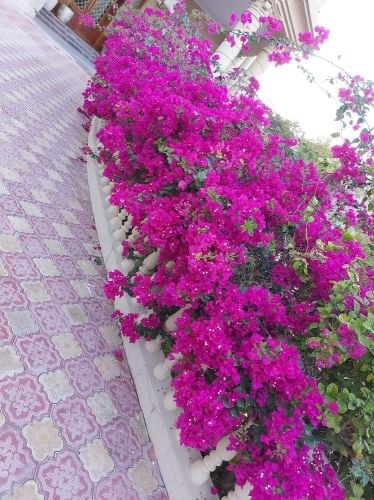 زراعة الجهناميه وأشجار الزينا