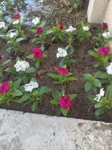 توريد وزراعة الأحواض