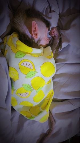 monkey for sale 