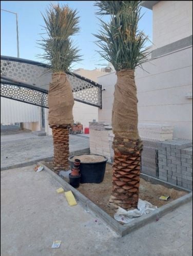 زراعة النخيل