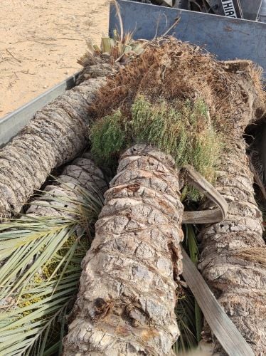 تقطيع أشجار ونخل وعشب وتنسيق حديق