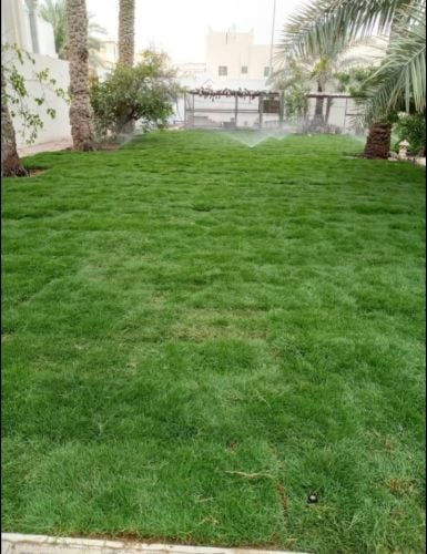 زراعه العشب الأخضر 
زراعه الورواد