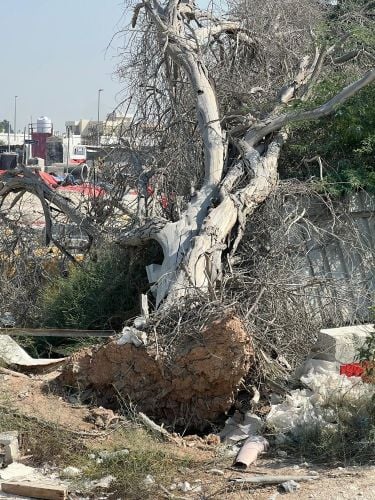 تقطيع أشجار ونخل وعشب وتنسيق