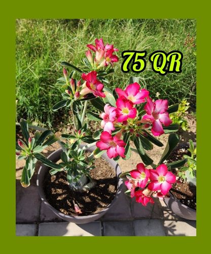 plants