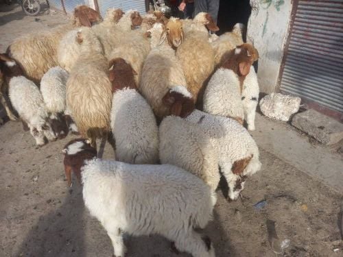 مطلوب جميع انواع الحلال