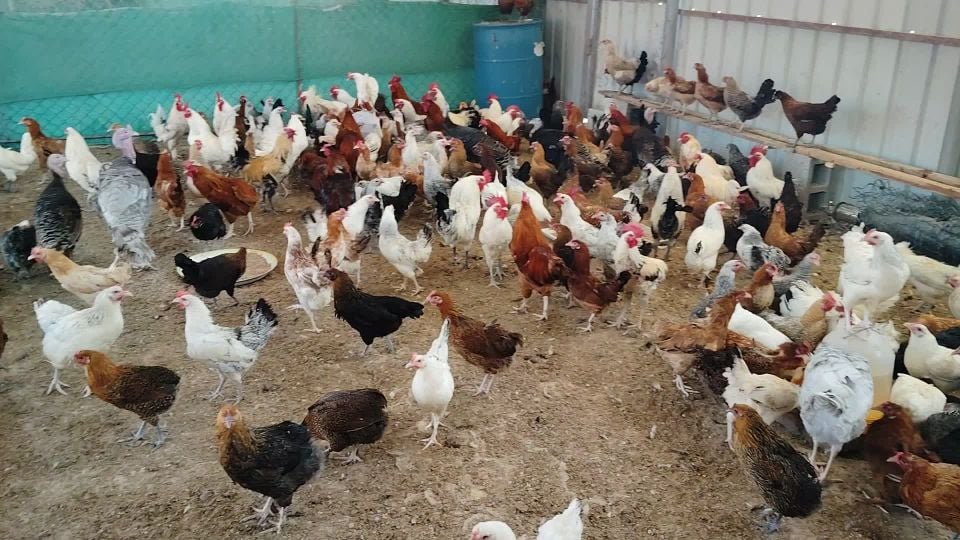 chicken Baladi Lear Egg beeg size