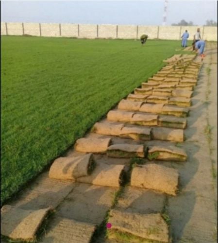 عشب طبيعي للبيع