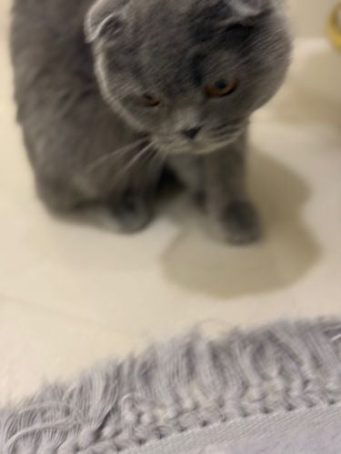 2 Scottish folds 1000 each