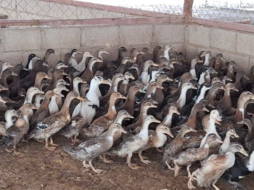بط بني وخصيري مع توصيل